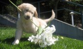 Puppy-Carries-flowers