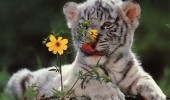 Tiger-Cub-With-a-Flower