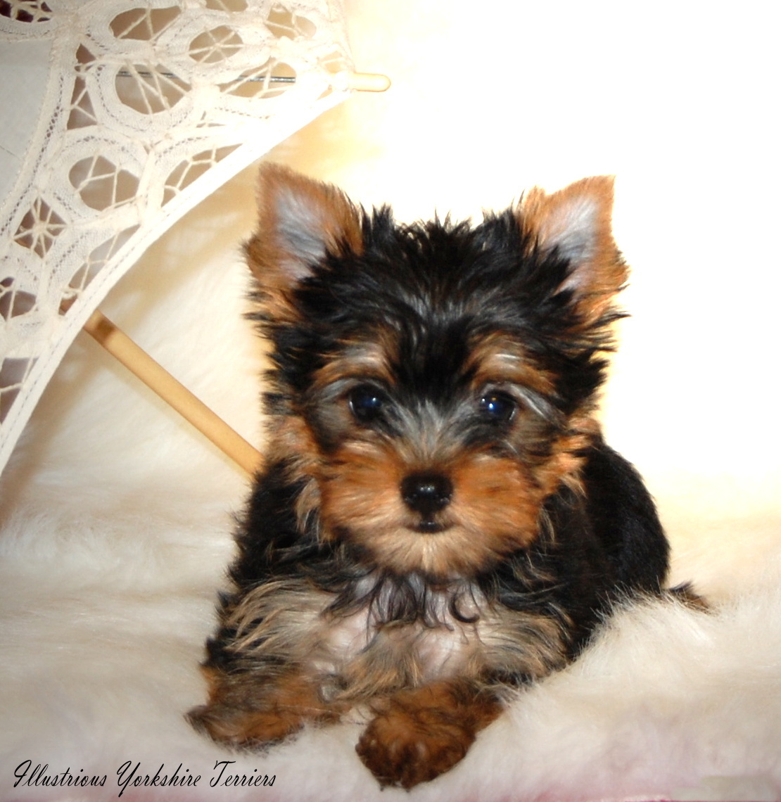 cute yorkies for sale