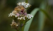 cute-animal-happy-mouse-hamster-clumbing-flowers-smiling-pics