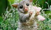 opossum_grass_flowers_animal_66655_1920x1440