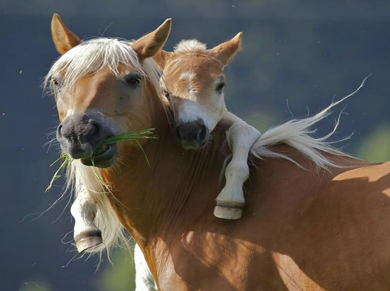 Mamica Mea E Cea Mai Cea Imagini Superbe Cu Animale Si Puii Lor