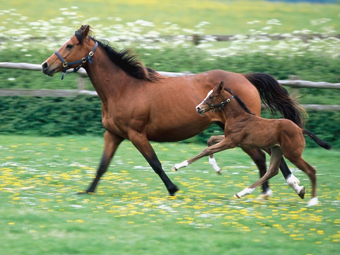 Mamica Mea E Cea Mai Cea Imagini Superbe Cu Animale Si Puii Lor