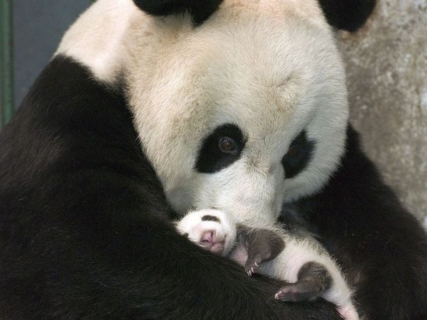 Mămica Mea E Cea Mai Cea Imagini Superbe Cu Animale Si Puii Lor