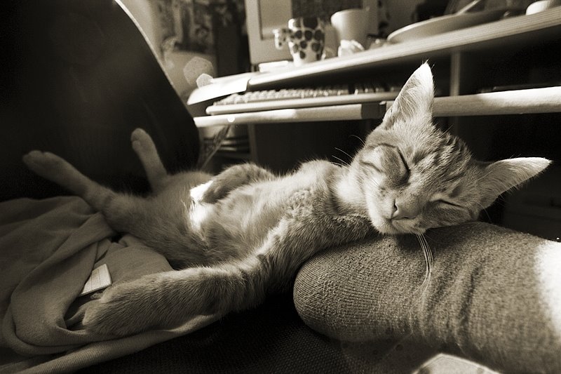 Terapia torsului pisicii, folosită împotriva stresului, insomniei şi anxietăţii