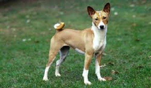 Basenji