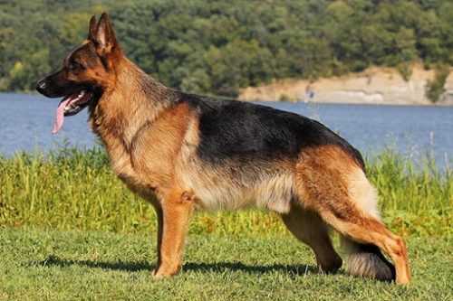 German-Shepherd