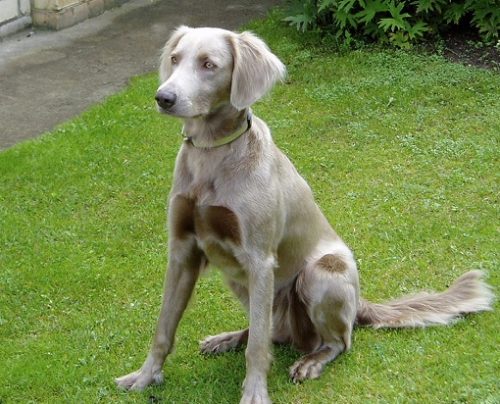 Weimaraner