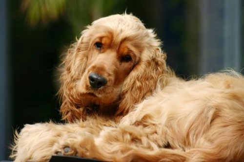 cocker_spaniel_13