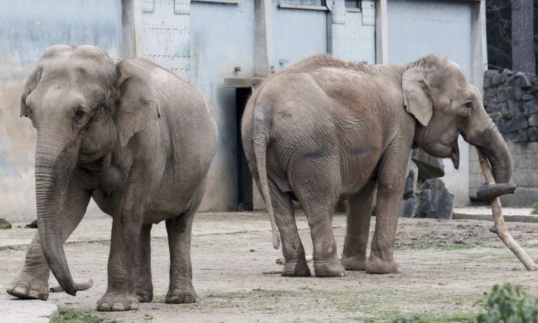 Preşedintele Franţei refuză să graţieze doi elefanţi, Baby şi Nepal, suspecţi de tuberculoză