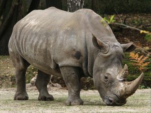 Salvati rinocerii din mainile braconierilor!