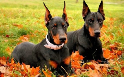 dobermand