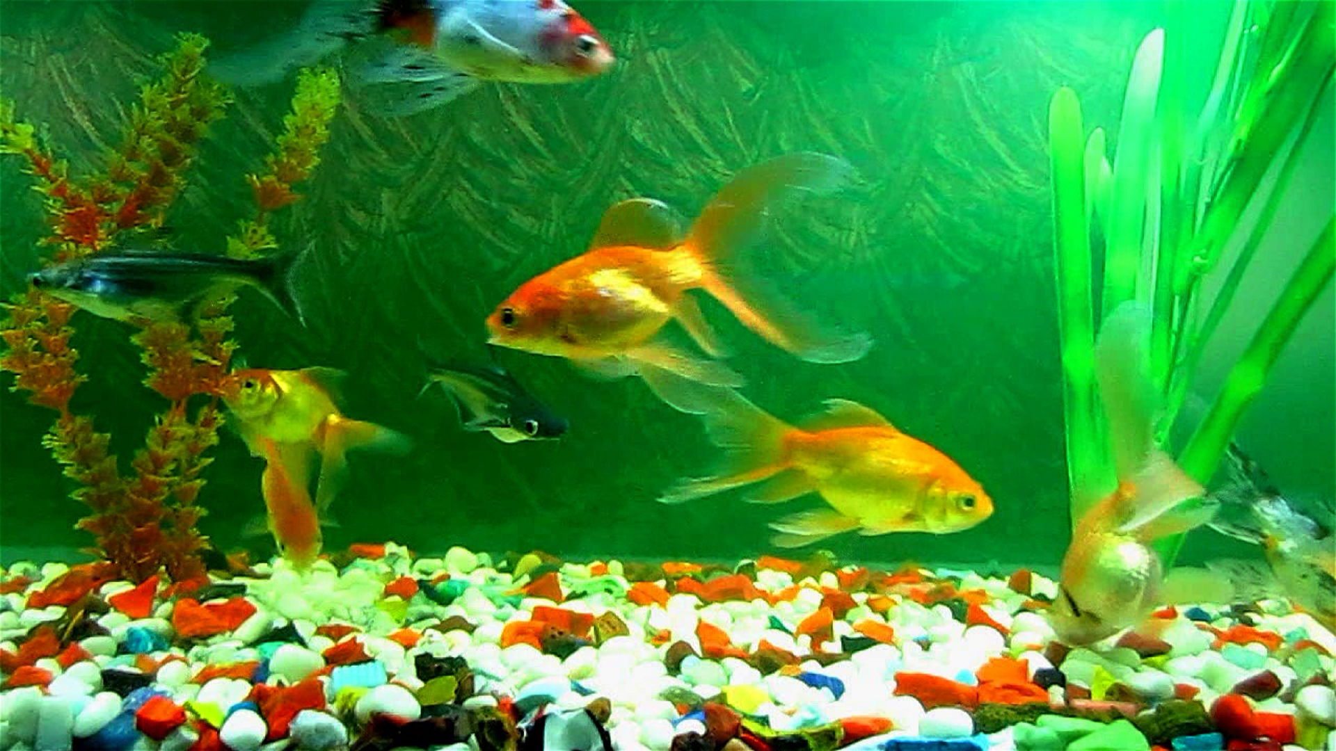 Acvaristica Pentru ncep tori Animal Zoo