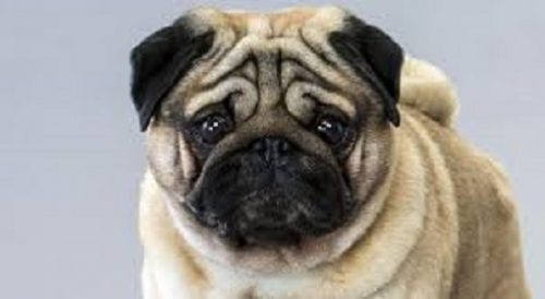 pug