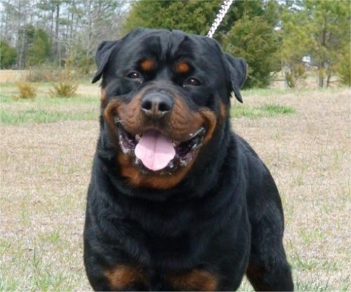 rottweiler-05