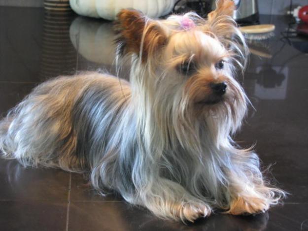 Yorkshire Terrier Un Caine Mare Captiv Intr Un Corp Mic