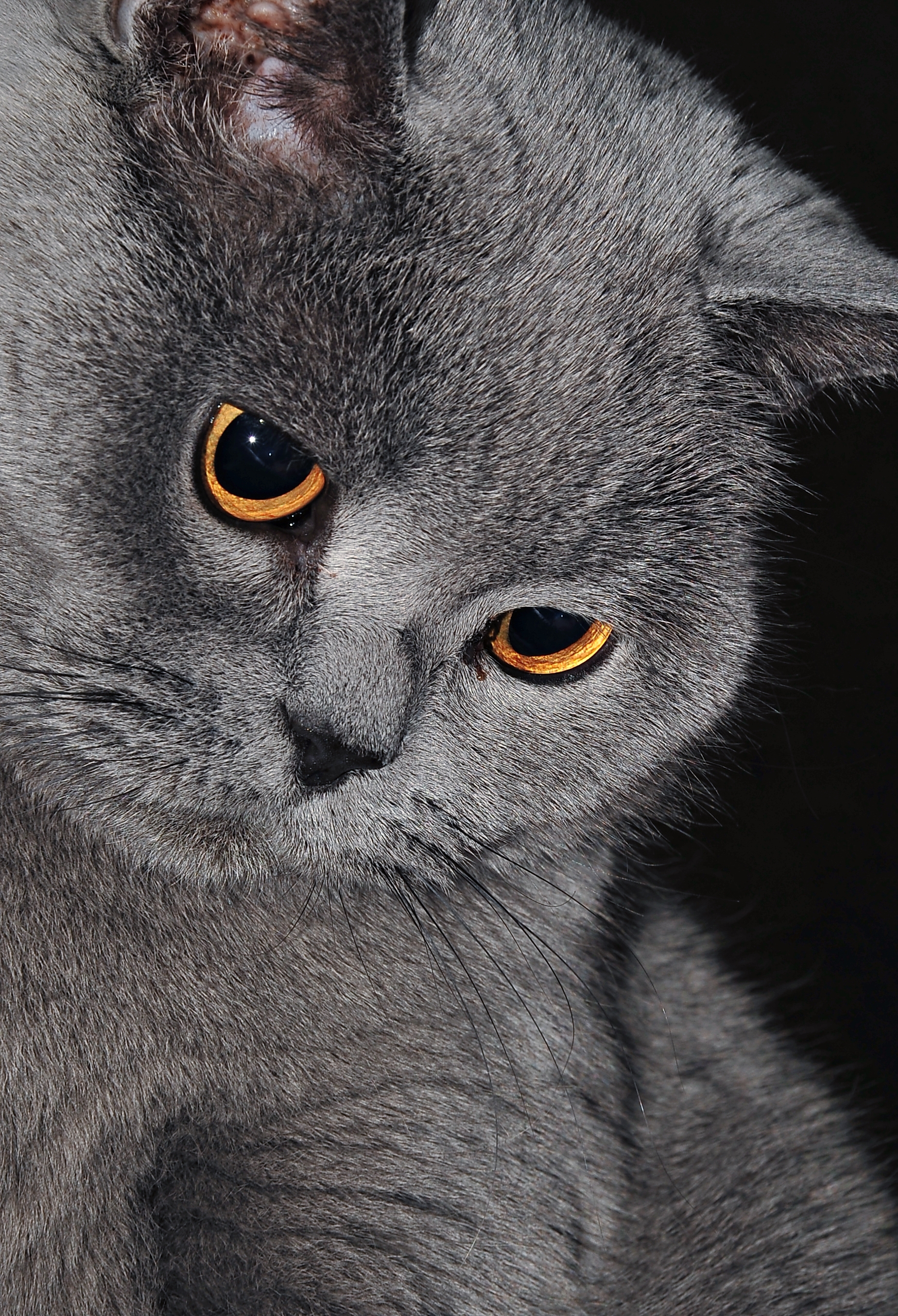 British Shorthair O Pisica Blanda Care Zgarie Rar