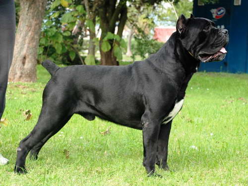 Cane Corso