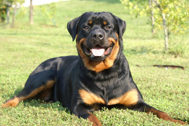 Sobru, ponderat, loial! Intr-un cuvant: Rottweiler!