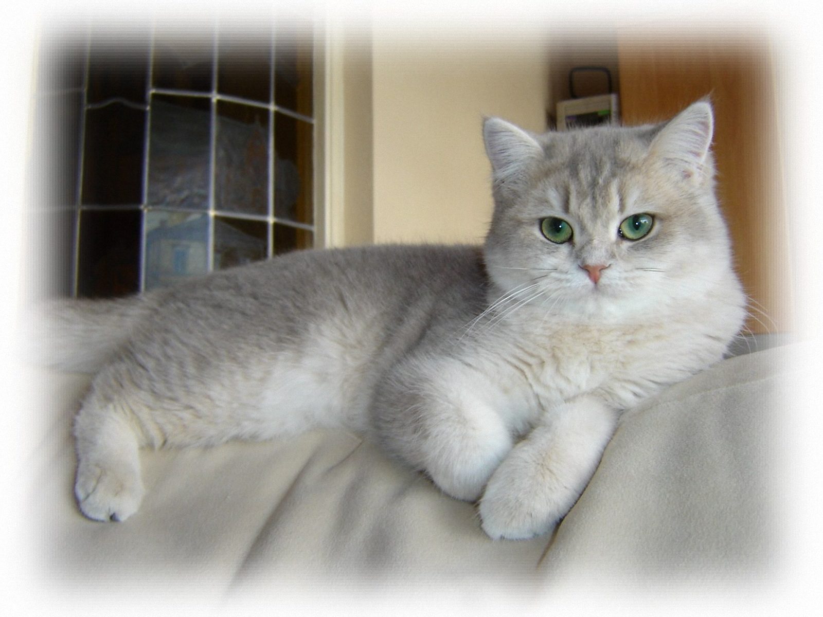 British Shorthair O Pisica Blanda Care Zgarie Rar