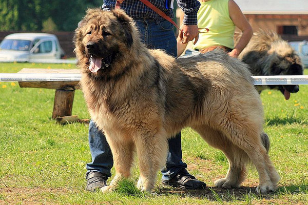 Ciobănescul Romanesc Omologat Oficial Animal Zoo