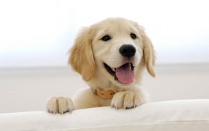 Rase de câini care adoră joaca Golden Retriever