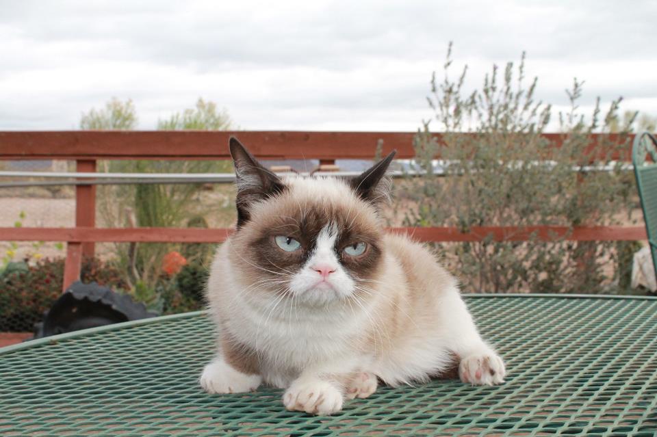 Află dacă Grumpy Cat e femelă sau mascul, care este numele real și de ce e atât de „SUPARICI”!