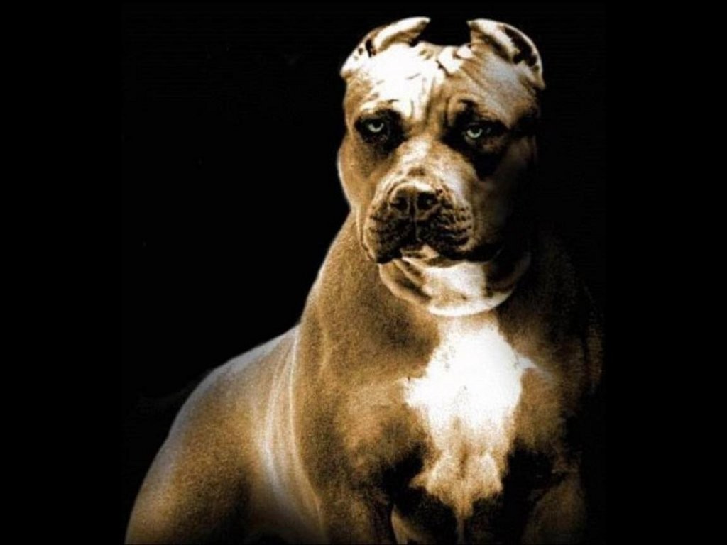 Diferente Intre Amstaff Si Pitbull