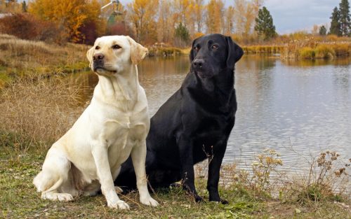 Doi Labradori Retrieveri stând lângă apă.