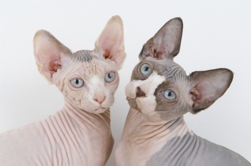 BREEDERS CELEBRATE AS SPHYNX CATS ARE GIVEN RECOGNITION