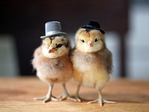 chicks-hats-660