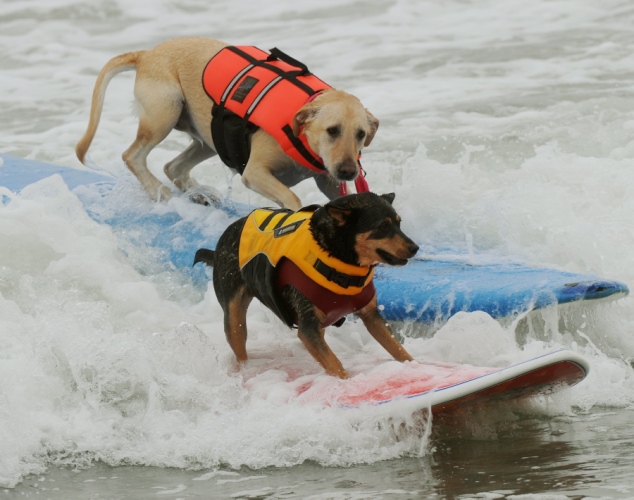 dogs-surfing