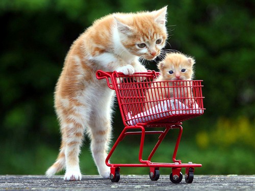 kitten-cart-660