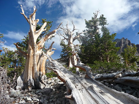 prometheus-tree