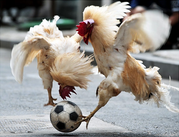 roosters-playing-soccer