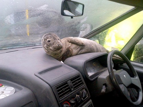 seal-car-660