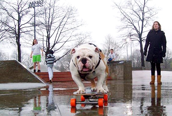 skateboarding-bulldog