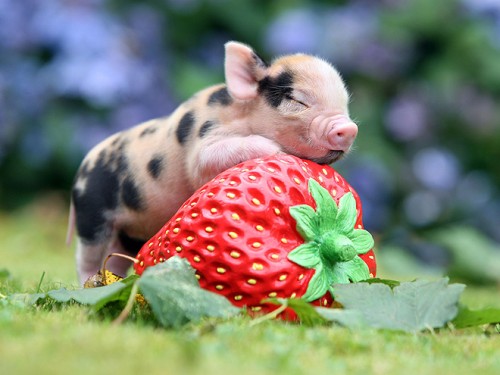 strawberry-piglet-660