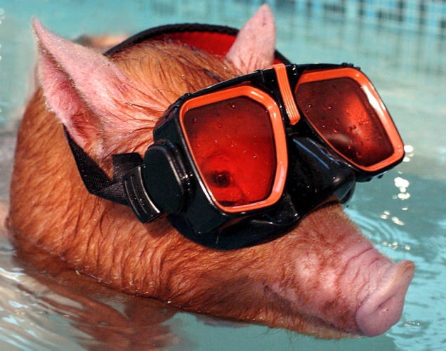 swimming-pig