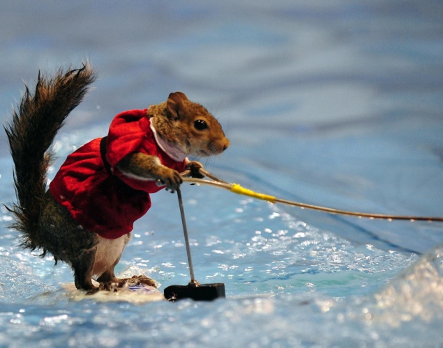 water-skiing-squirrel