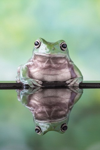 Beautiful Frogs Captured In Photographer's Garden