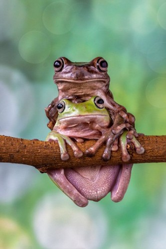 Beautiful Frogs Captured In Photographer's Garden