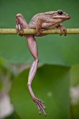 Beautiful Frogs Captured In Photographer's Garden