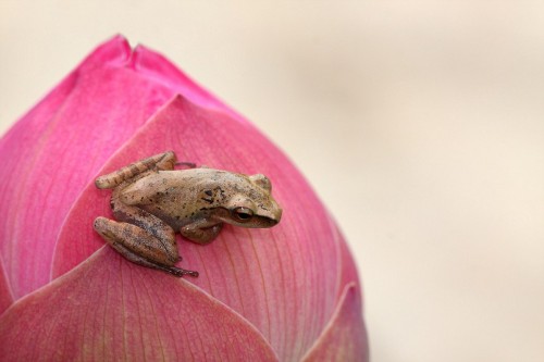 Beautiful Frogs Captured In Photographer's Garden