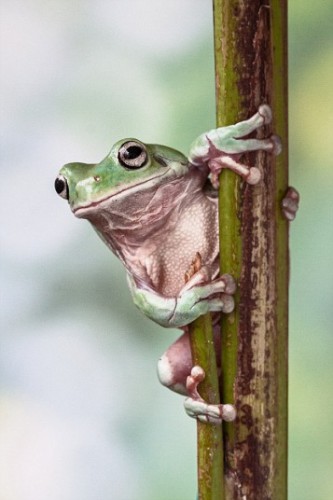 Beautiful Frogs Captured In Photographer's Garden