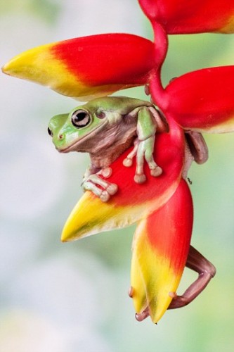 Beautiful Frogs Captured In Photographer's Garden