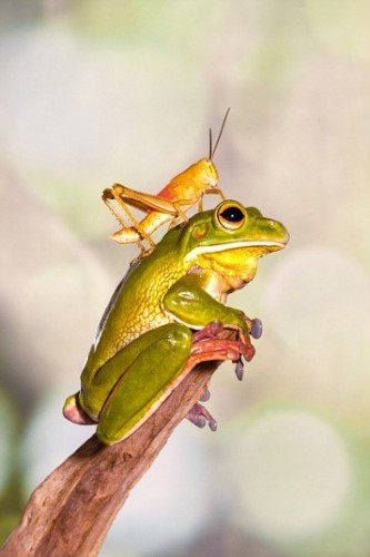 Beautiful Frogs Captured In Photographer's Garden