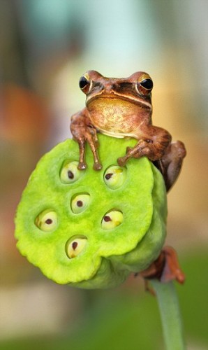 Beautiful Frogs Captured In Photographer's Garden
