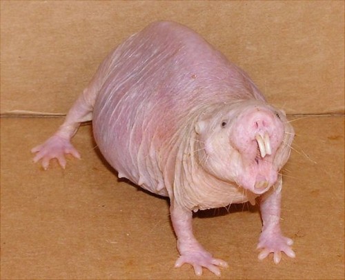 Angry female naked mole rat.Credit: Buffenstein/Barshop Institute/UTHSCSA