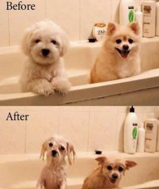 8643-dogs-taking-bath